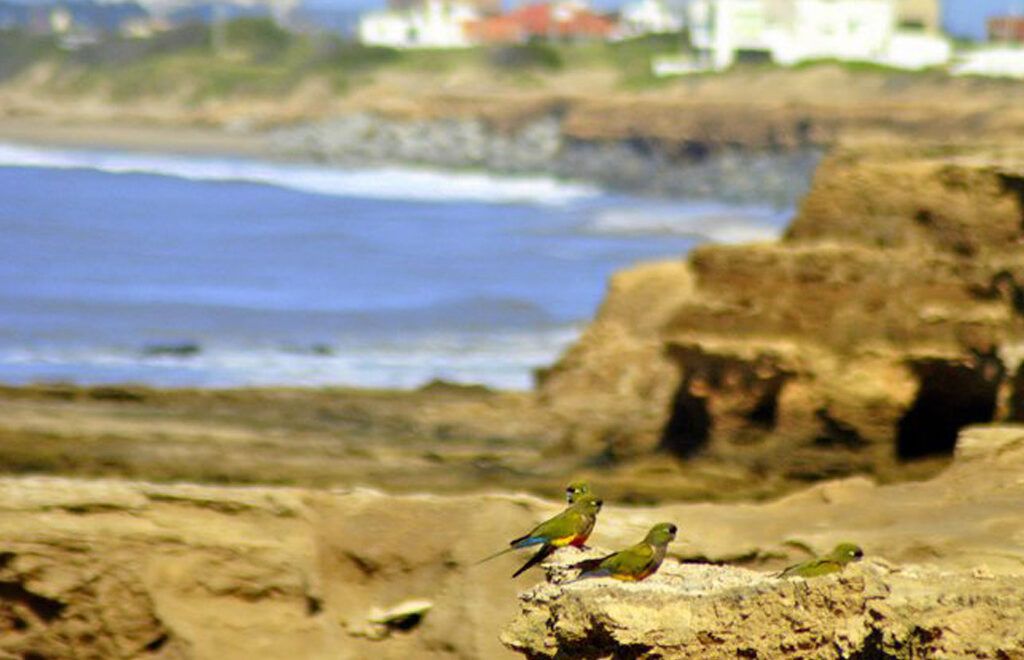 Mirador Playa Pinocho y paseo costero de Quequén